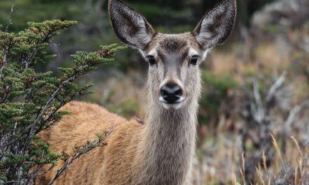 Se inaugura 1er. Centro de Rescate, Rehabilitación y Reintroducción especializado para el Huemul