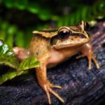 Ciencia ciudadana en la Patagonia: Chile realiza el primer Conteo Nacional de Anfibios y Reptiles de su historia