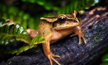 Ciencia ciudadana en la Patagonia: Chile realiza el primer Conteo Nacional de Anfibios y Reptiles de su historia